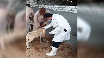 تحصين 237 ألف رأس ماشية ضد الحمى القلاعية والوادي المتصدع بالشرقية