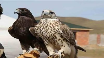 ضبط 3 أشخاص في الجيزة بحوزتهم 14 صقرًا لا يجوز الترخيص بحيازتها أو صيدها