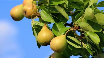 الكمثرى أفضل الفواكة لتعزيز المناعة