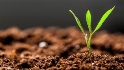 بمشاركة الباحثين المصريين بالخارج| أبرز أهداف مبادرة 