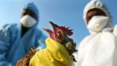 بعد التفشي في اليابان.. أعراض الإصابة بإنفلونزا الطيور ومضاعفاتها