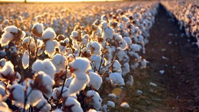 بعد توجيهات السيسي.. خبراء يوضحون أهمية زراعة القطن قصير التيلة