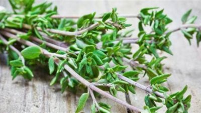 الزعتر مفيد جدًا لضغط الدم فكيف ذلك؟