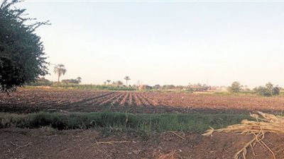 طن الأسمدة الزراعية بـ 10 آلاف جنيه بعد اختفائه من الجمعيات