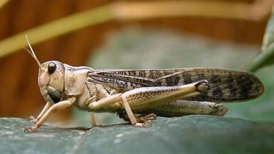 بعد تصريح المفوضية الأوروبية بأكله.. الفوائد الغذائية لتناول الجراد