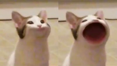 Popcat.. منافسة دولية على النقرات (ما القصة )