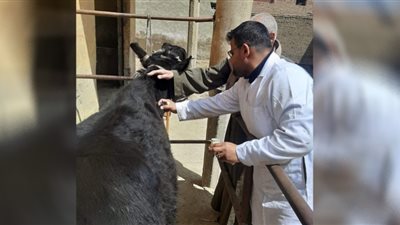 تحصين 81 ألف رأس ماشية ضد أمراض حمى الوادي المتصدع والقلاعية في بني سويف