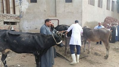 فحص 160 رأس ماشية و 2285 طائر في قافلة بيطرية مجانية بحياة كريمة بزفتى