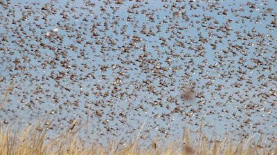 سعره مرتفع| أستاذ زراعة: الجراد يحتوي على بروتين عالي وبعض الدولة تأكله 