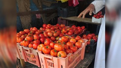 الطماطم تسجل أرقامًا قياسية في أسواق الدقهلية