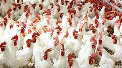 أسعار الدواجن في الأسواق اليوم الجمعة