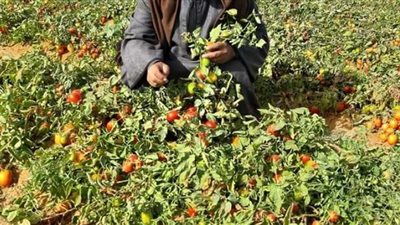 زراعيين .. تضرر العروات وراء ارتفاع اسعار الطماطم بالمنيا