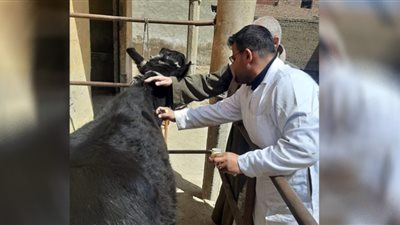 تحصين 85 ألفًا من الثروة الحيوانية ضد أمراض الحمى القلاعية ببني سويف
