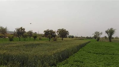 انخفاض ملحوظ فى درجات الحرارة على كل أنحاء قنا