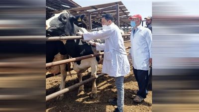 بيطري الشرقية يفحص 5385 رأس ماشية ضد البروسيلا والسُل البقري
