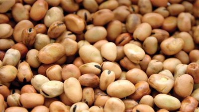 تكنولوجيا الأغذية تكشف عن فوائد الفول