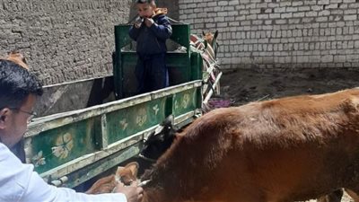 تحصين 87 ألف و600 ضد القلاعية والوادي المتصدع ببني سويف