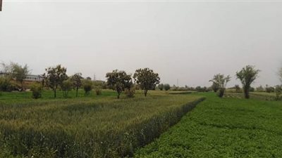 طقس قنا.. جو ربيعى وهواء بارد بالمدن والقرى