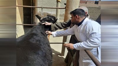 تحصين 89 ألف من الثروة الحيوانية ضد أمراض الحمى القلاعية ببني سويف