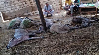 لجنه الزراعة بالغربية تطالب بفتح تحقيق فى كارثة نفوق المواشى بالغربية