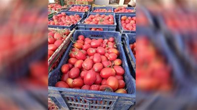 انخفاض ملحوظ في أسعار الخضراوات بأسواق الدقهلية