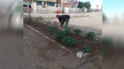 استمرار زراعة الشتلات بالشوارع الرئيسية والميادين بالقصير