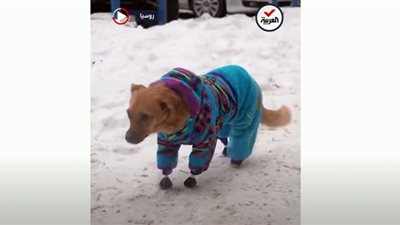 (فيديو) كلب محظوظ يمشي من جديد بـ أطراف اصطناعية