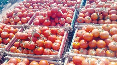بعد طرحها ب10 جنيهات.. تعرف على جهود وزارة الزراعة لخفض أسعار الطماطم بالأسواق