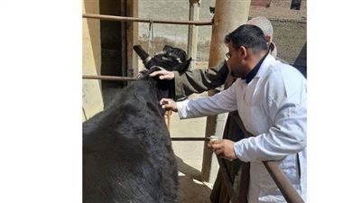 تحصين 90 ألف رأس ماشية ضد أمراض القلاعية والوادى المتصدع ببني سويف