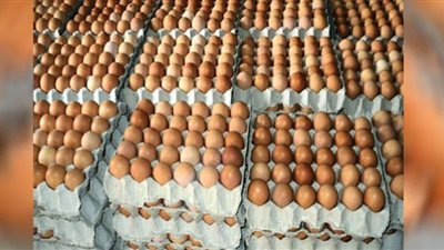 انخفاض أسعار بيع البيض الأحمر والأبيض بأسواق المنيا