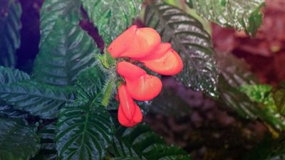 بعد 40 عامًا على انقراضها.. زهرة غامضة تظهر في جبال الأنديز