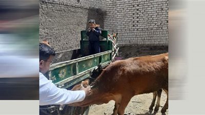 تحصين 94 ألف و 400 من الثروة الحيوانية ضد حمى الوادي المتصدع ببنى سويف