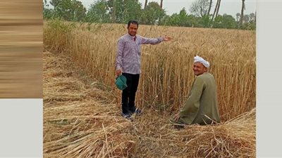 متابعة حصاد وتوريد القمح بالحقول والصوامع في الفيوم