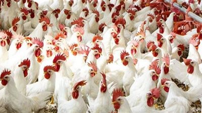 تعرف على أسعار الدواجن والأسماك في أسواق الفيوم