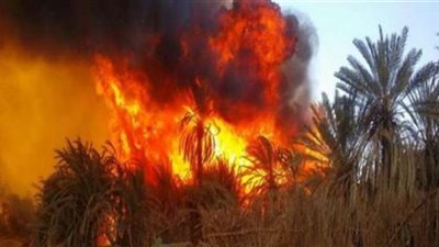 السيطرة على حريق بمزرعة دواجن في منشأة القناطر