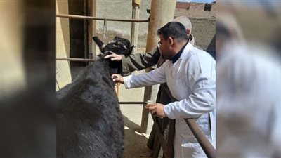تحصين 99 ألف رأس ماشية ضد أمراض حمى الوادي المتصدع ببني سويف