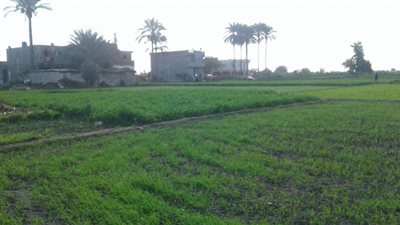 طقس معتدل على المدن الساحلية بالبحيرة مائل للحرارة على باقي المراكز