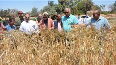 من أصل 53 ألف.. القليوبية تتمكن من حصاد 265 فدان قمح