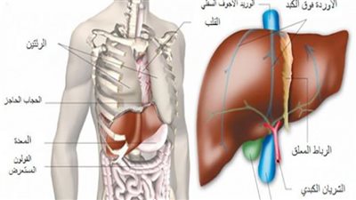 دراسة: تأثير التدخين على الكبد والكلى يُماثل أضرار الكحول