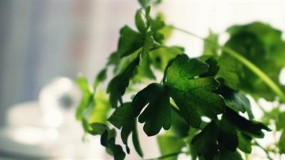 الشبت والبقدونس يمكن أن يساعدا على حدوث تجلط الدم بعد الإصابة بفيروس كورونا