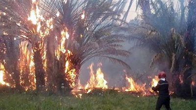 اندلاع حريق بأرض زراعية بالمنيا بسبب سيجارة