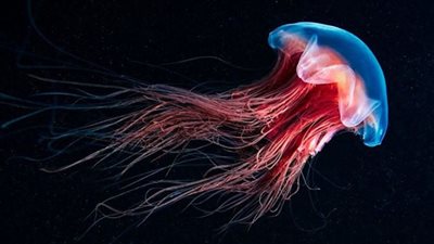 اكتشاف نوع جديد من قناديل البحر في منطقة مظلمة من المحيط