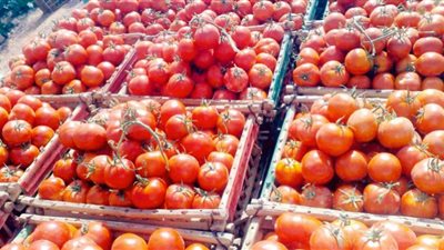انخفاض أسعار الخضراوات بأسواق المنيا