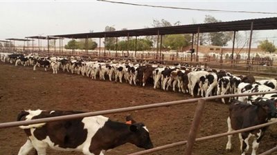 670 مليار جنيه إجمالي الناتج الزراعي المصري خلال 2021 (فيديو)