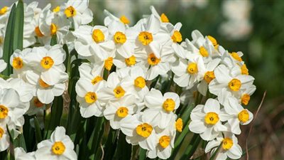 هل تساعد أزهار النرجس على مكافحة الزهايمر؟