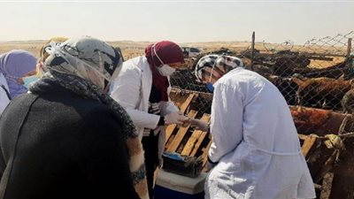 بيطري الشرقية يُحصن 525 ألف رأس ماشية ضد الحمى القلاعية والوادي المتصدع