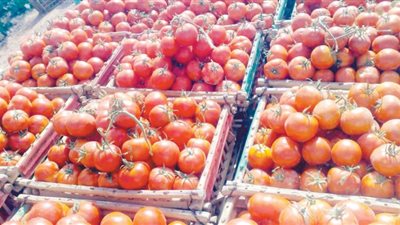 الطماطم 25 جنيه و البسلة 10 وورق العنب 35 جنيها للكيلو .. أسعار اسواق المنيا