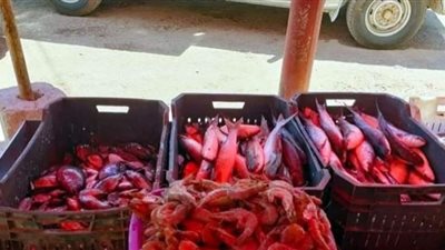 قبل حلول عيد الفطر المبارك.. «الصحة» تضبط 81 طن أغذية فاسدة