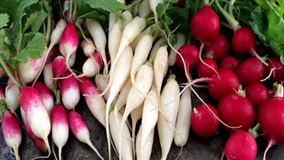 الفجل.. خضار مثالي لصحة المرأة