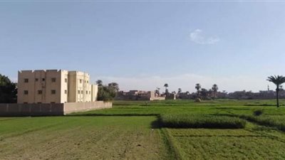 طقس معتدل نهارا شديد البرودة ليلاً بقنا